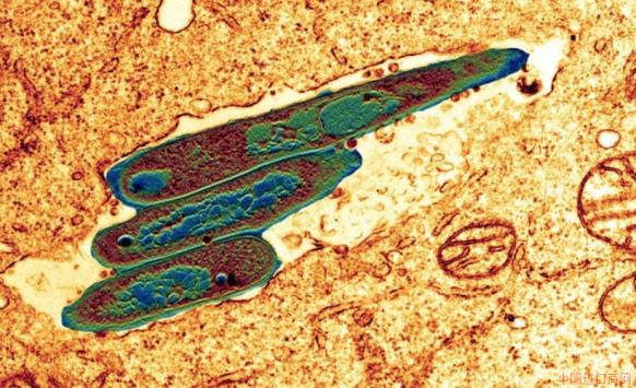 Bacteria of the weakened tuberculosis vaccine strain (BCG) inside a macrophage,...