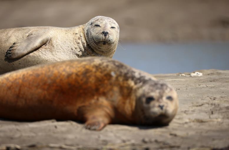 Harbour seals are seen at the waters edge in Pegwell Bay, ahead of the Annual Thames seal survey carried out by the Zoological Society of London, in Ramsgate, Britain, August 5, 2021. Picture taken August 5, 2021. REUTERS/Henry Nicholls