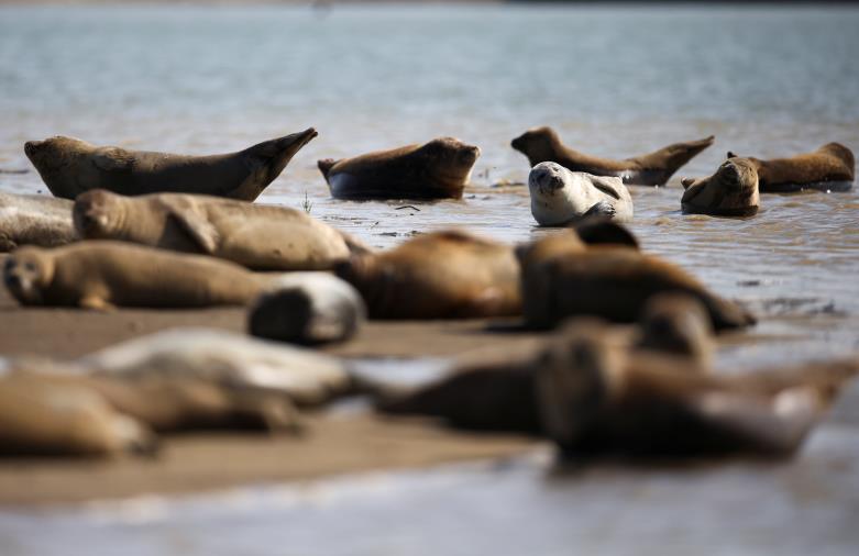 Harbour seals are seen at the waters edge in Pegwell Bay, ahead of the Annual Thames seal survey carried out by the Zoological Society of London, in Ramsgate, Britain, August 5, 2021. Picture taken August 5, 2021. REUTERS/Henry Nicholls