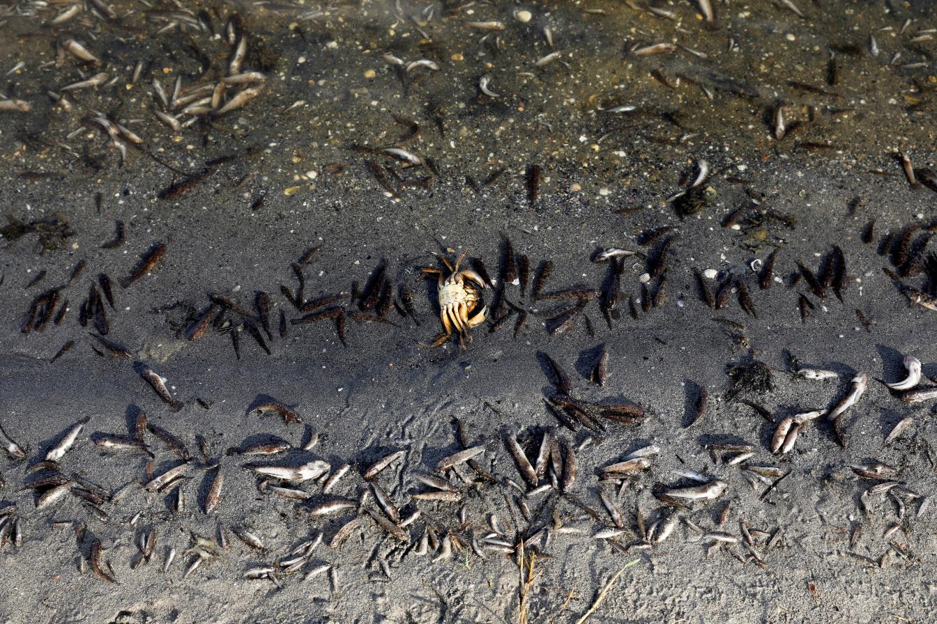 For the fourth day, dead fish co<em></em>ntinue to appear on the beaches of La Manga del Mar Menor, Murcia, Spain, August 21, 2021. REUTERS/Eva Manez/File Photo