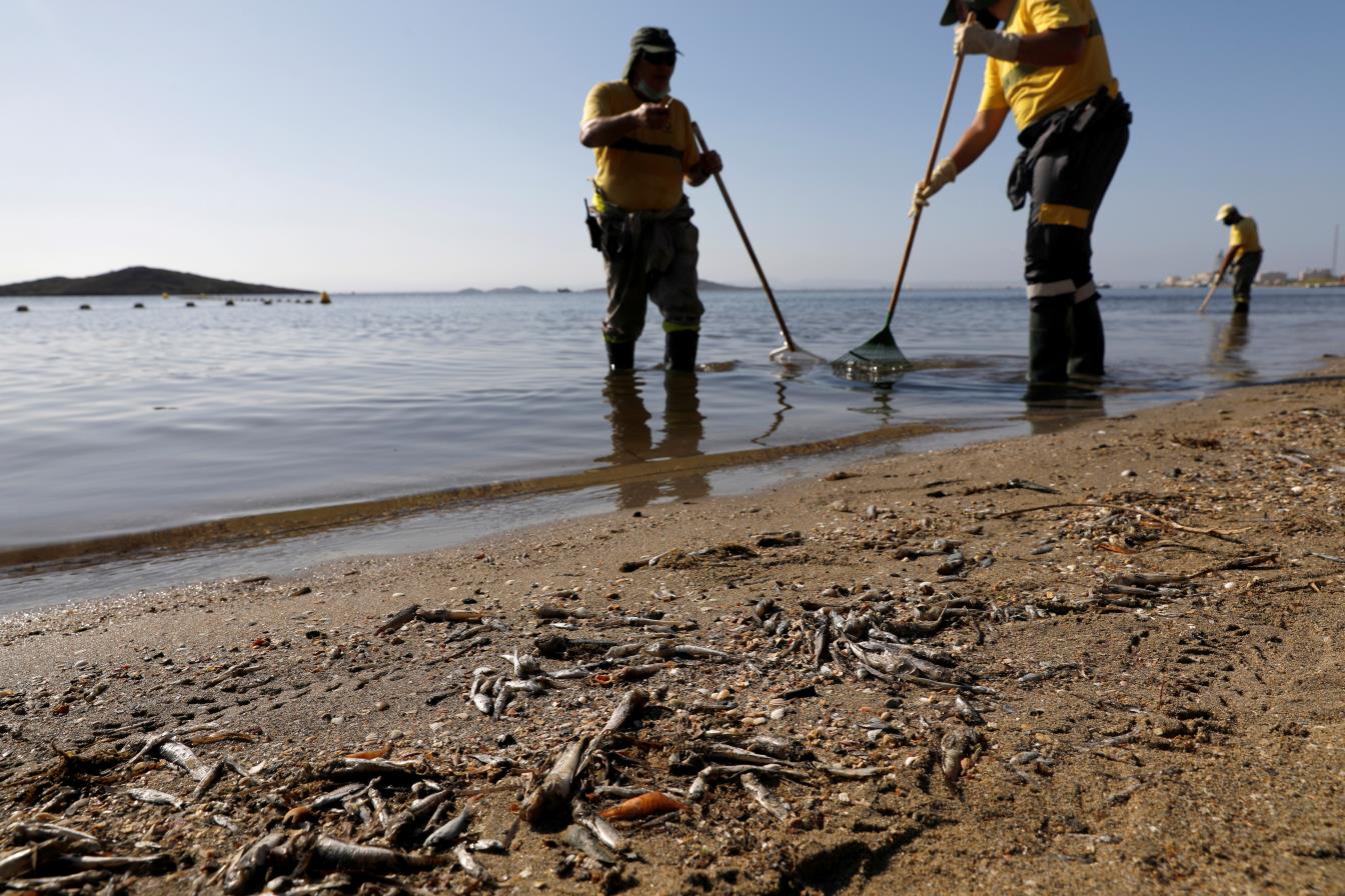 Municipal workers collect dead fish and crustaceans on the shore of 