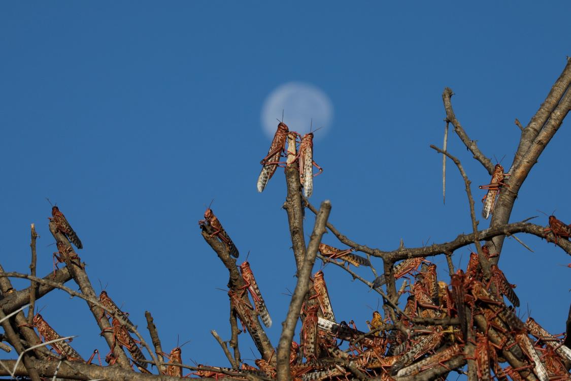 Desert locusts rest on tree branches near the town of Nanyuki, Kenya, January 31, 2021. REUTERS/Baz Ratner    
