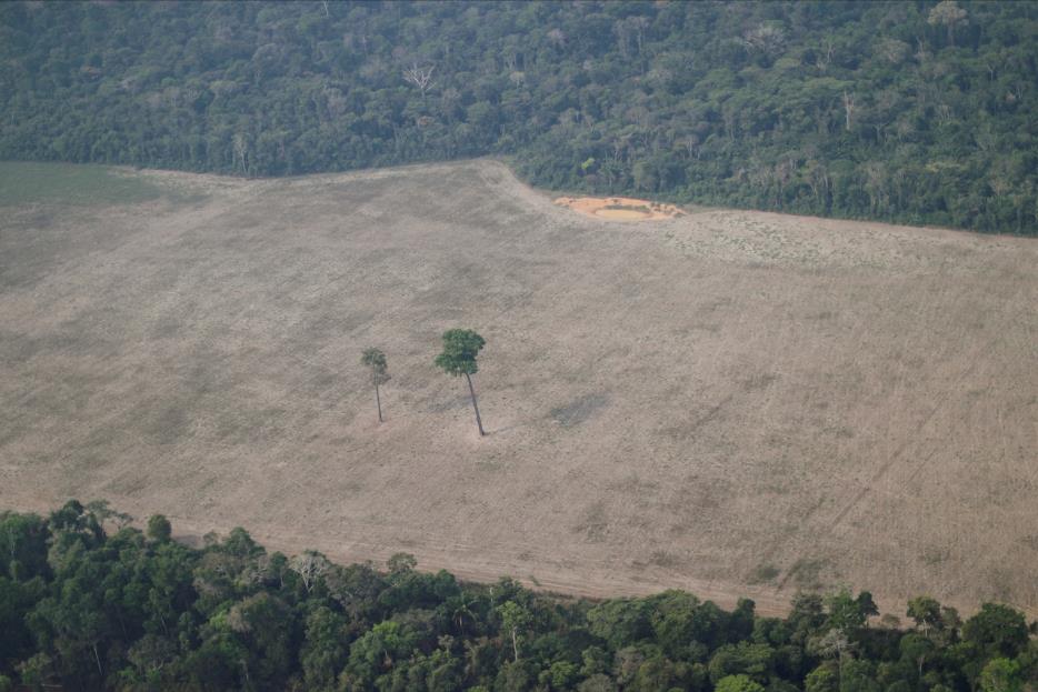 An aerial view shows a tree at the center of a deforested plot of the Amazon near Porto Velho, Ro<em></em>ndonia State, Brazil August 14, 2020. REUTERS/Ueslei Marcelino