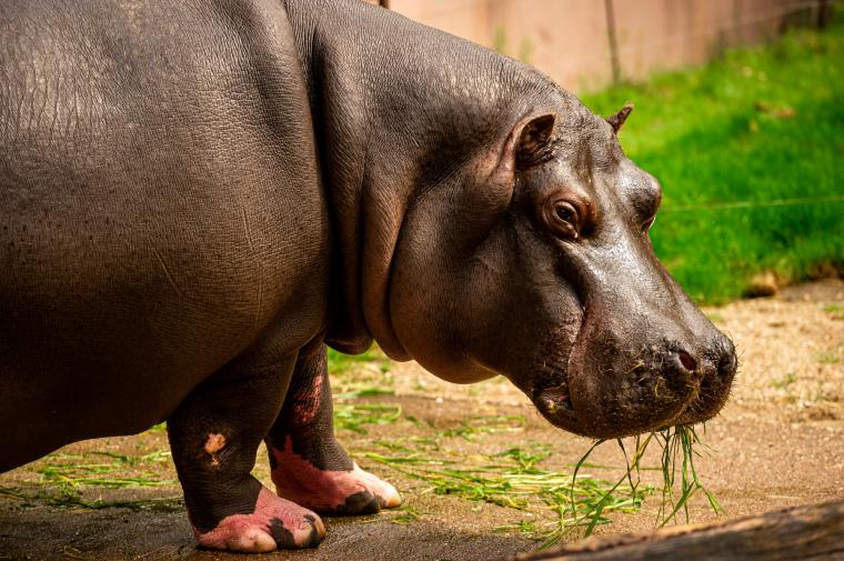 A hippo that has recently tested positive for COVID-19 is seen at Antwerp Zoo, amid the coro<em></em>navirus disease (COVID-19) pandemic, in this handout photo dated Summer 2021. Antwerp ZOO Society/Jo<em></em>nas Verhulst/Handout via REUTERS