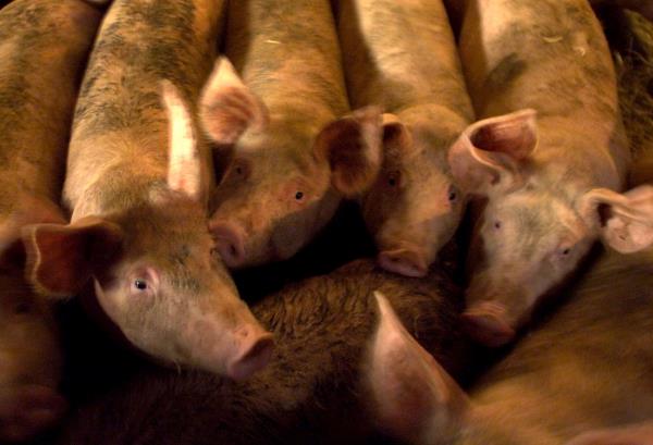 PIGS ON A CAMBRIDGESHIRE FARM SNUFFLE FOR FEED.