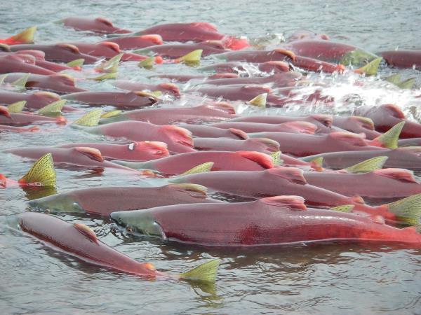 Sockeye salmon are seen in Bristol Bay