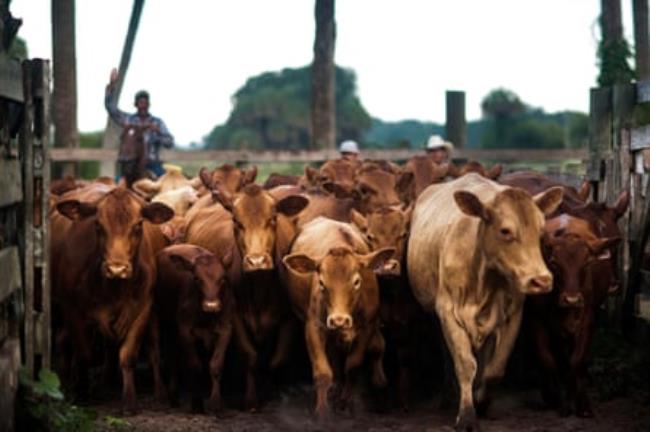 Ranch hands round up a herd of cattle.