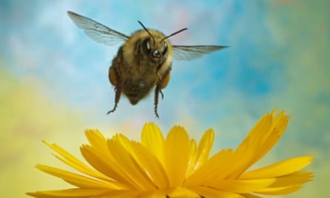 The shrill carder bee, a type of bumblebee, in flight