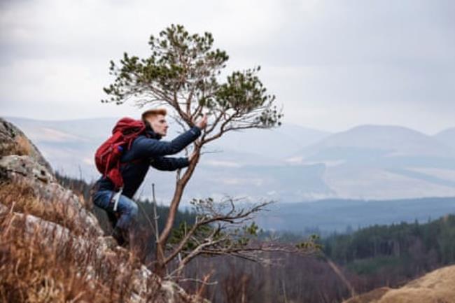 Rainey inspects a remnant Scots pine.