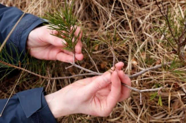 Rainey holds a Scots pine sapling or seedling.