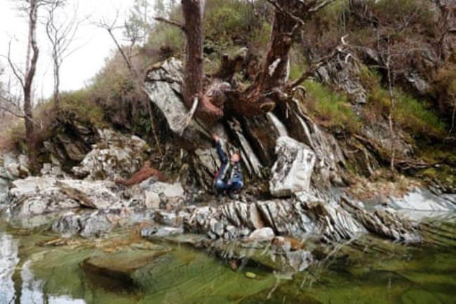 James Rainey stands beneath a remnant Scots pine.