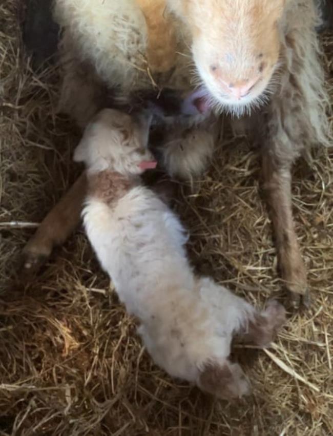 An Ouessant lamb being fed.