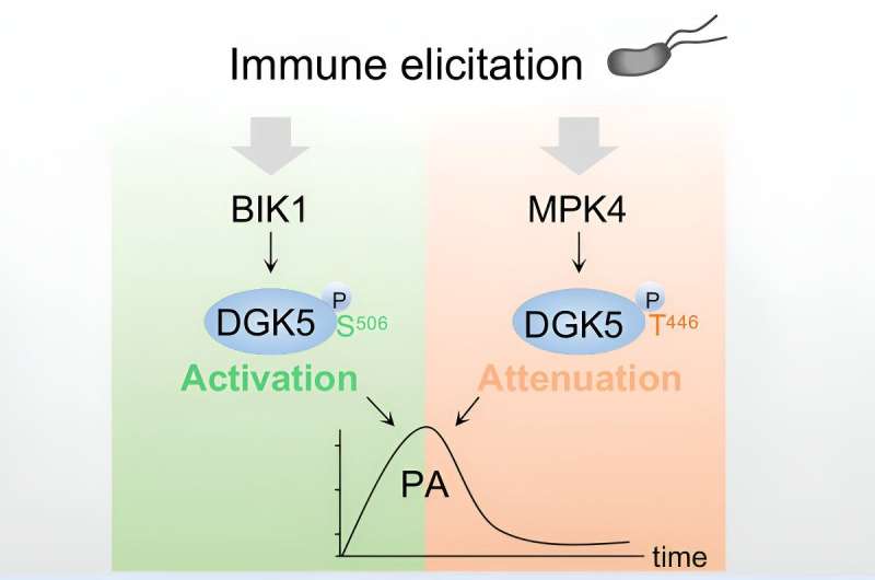 Research uncovers what causes initial spike in immune respo<em></em>nse when pathogens attack plants