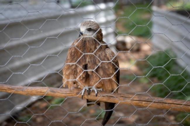 A bird with a white and light brown head and mid-brown feathers perches on a stick in an enclosure made of chicken wire