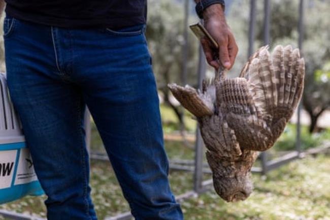 Michel Sawan holds a dead owl by its feet