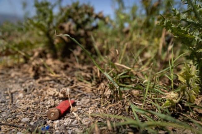 A red spent shotgun bullet cartridge lies on the ground next to wild plants