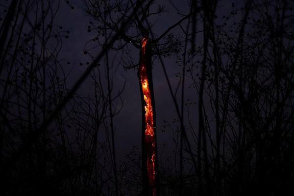 A tree on fire is seen during wildfires in Brasilia Natio<em></em>nal Park, in Brasilia, Brazil.