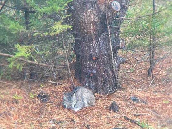 Canada&#x20;lynx&#x20;photographed&#x20;in&#x20;late&#x20;September&#x20;2024,&#x20;in&#x20;Addison&#x20;County.