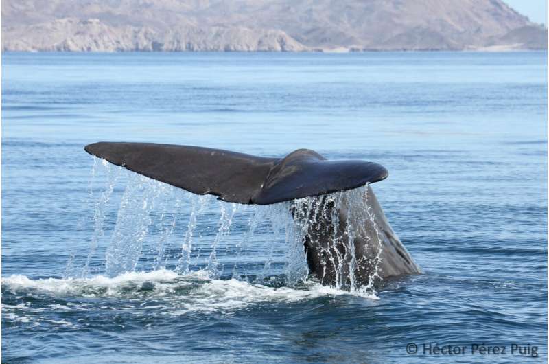 Sperm whale departure me<em></em>taed to decline in jumbo squid population in Gulf of California: new study unveils long-term impact on ecosystem health