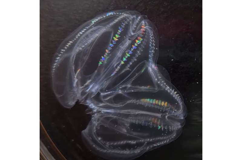 After injury, one species of comb jelly can fuse to become one