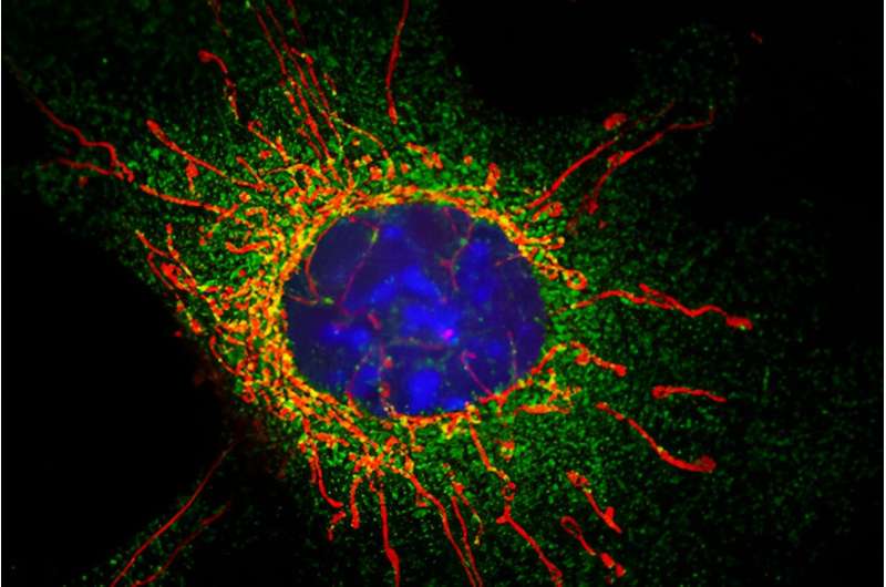 Study identifies key molecular step in mitocho<em></em>ndrial division