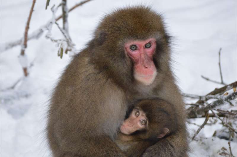 Macaques give birth more easily than women: no maternal mortality at birth