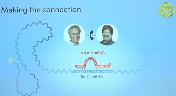 A screen displays the findings alo<em></em>ngside the pictures of this year’s Nobel laureates for Medicine Victor Ambros and Gary Ruvkum at the Karolinska Institute in Stockholm on October 7, 2024. — AFP pic