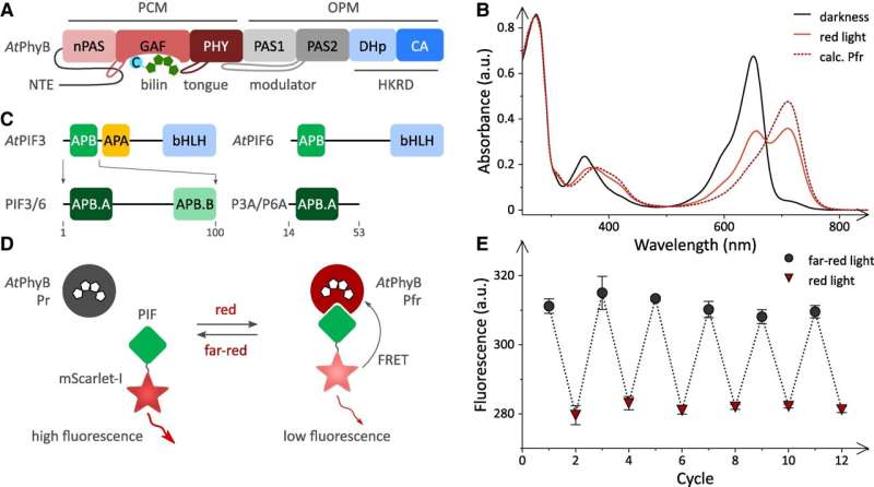 Previously unknown perception mechanism discovered in plants