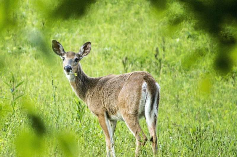 white tailed deer