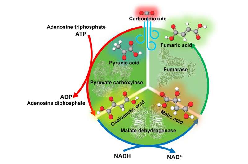 Improving fumaric acid production efficiency through a 'more haste, less speed' strategy