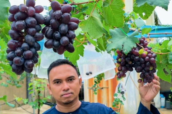 Kelantan entrepreneur proves grapes can thrive in Malaysia’s climate, eyes agrotourism with sweet returns