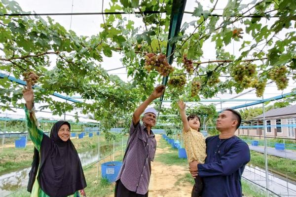 Grape farmer Wan Yusoff Wan Abdul Rahman (right) and his family members look at the grape vines cultivated by him around the house in Kampung Belukar, Wakaf Baru, Tumpat October 6, 2024. — Bernama pic