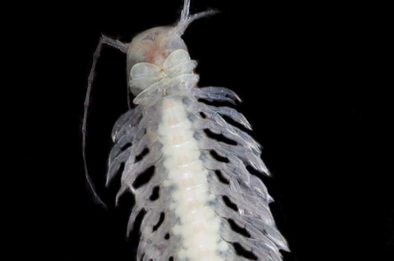 Venomous crustacean from Mayan underwater caves provides new drug candidates