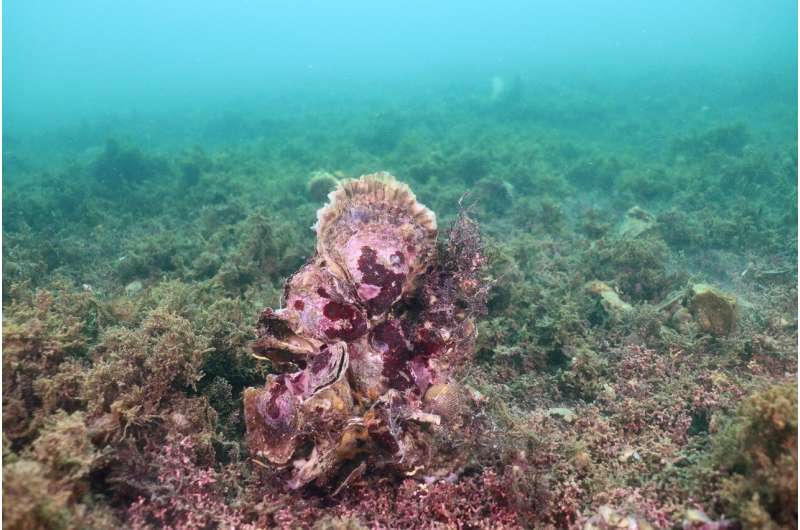 Oyster reefs o<em></em>nce thrived along Europe's coasts – now they're gone