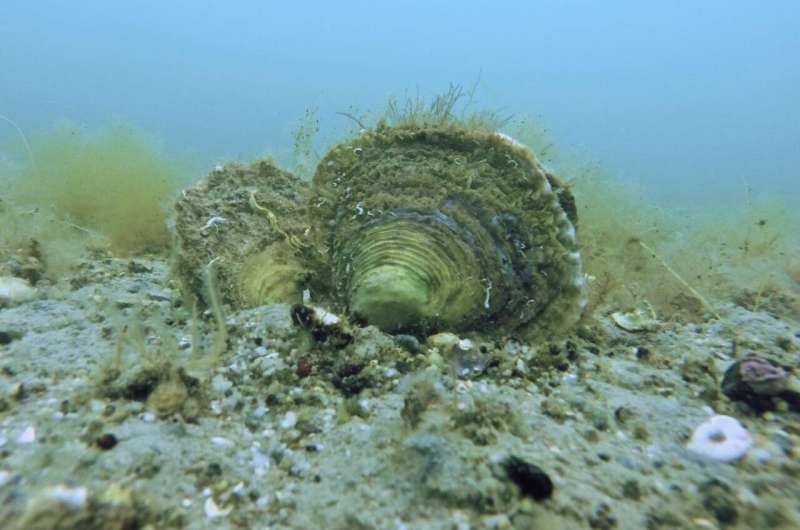 Oyster reefs o<em></em>nce thrived along Europe's coasts – now they're gone