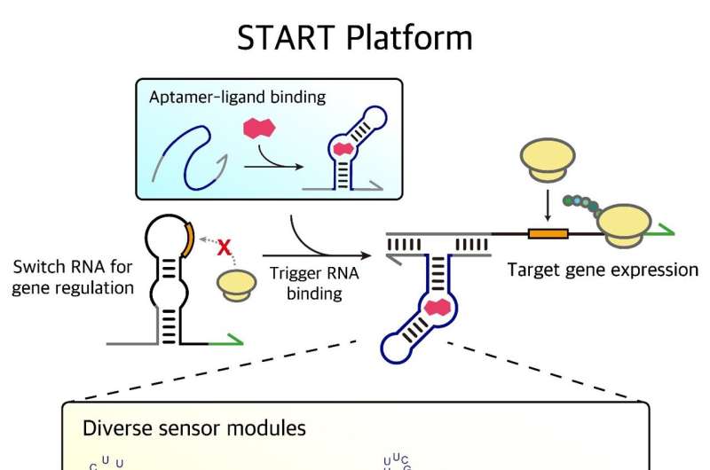 LEGO-inspired advances in life sciences drives customizable sensor technology