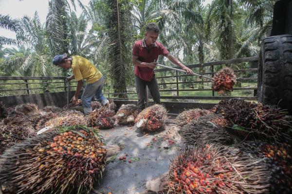 ‘Victory for common sense’: Malaysian Palm Oil Council lauds EU deforestation law delay