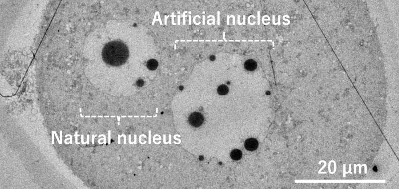 Revolutio<em></em>nizing cell biology: first-ever artificial cell nuclei created in living egg from purified DNA injection