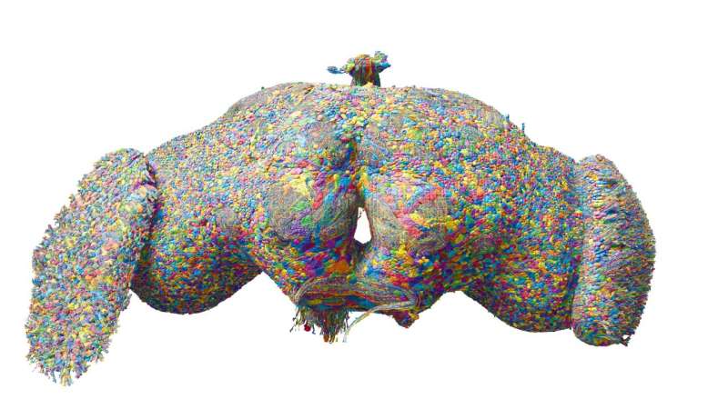 First map of every neuron in an adult brain