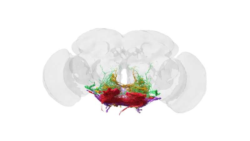 First map of every neuron in an adult brain