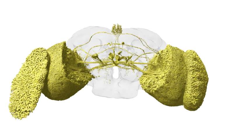 First map of every neuron in an adult brain