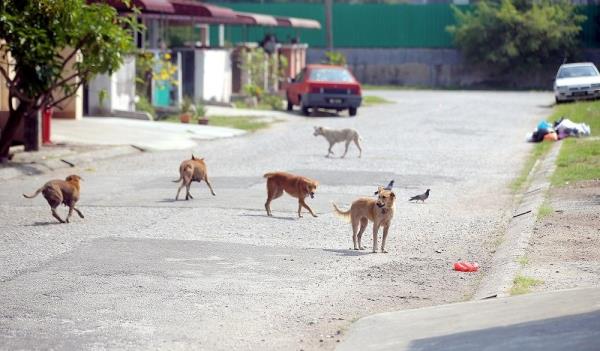 Johor Baru City Council aims to neuter 1,000 stray dogs in major programme to tackle stray population, says mayor