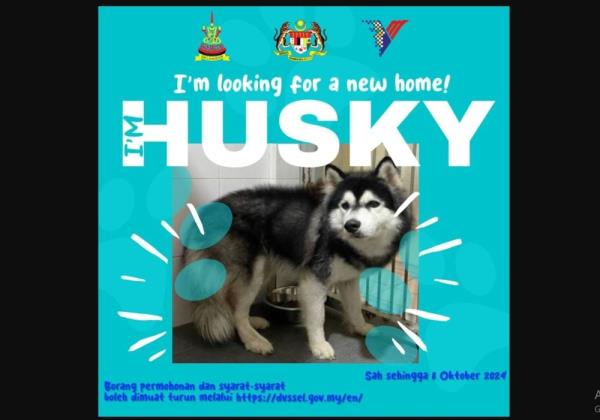 New beginnings await: Husky abused by shuttler still seeking forever home in PJ; o<em></em>nly ‘keen and qualified adopters’ need apply 