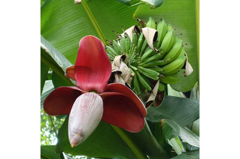 Wild banana relatives of mainland Southeast Asia reveal hidden diversity and the urgent need to preserve nature's genetic resources for future crops