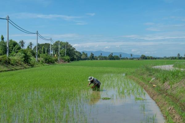 DoSM reports 1.9pc decrease in Malaysia’s PPI for 2023, driven by agriculture and mining sectors