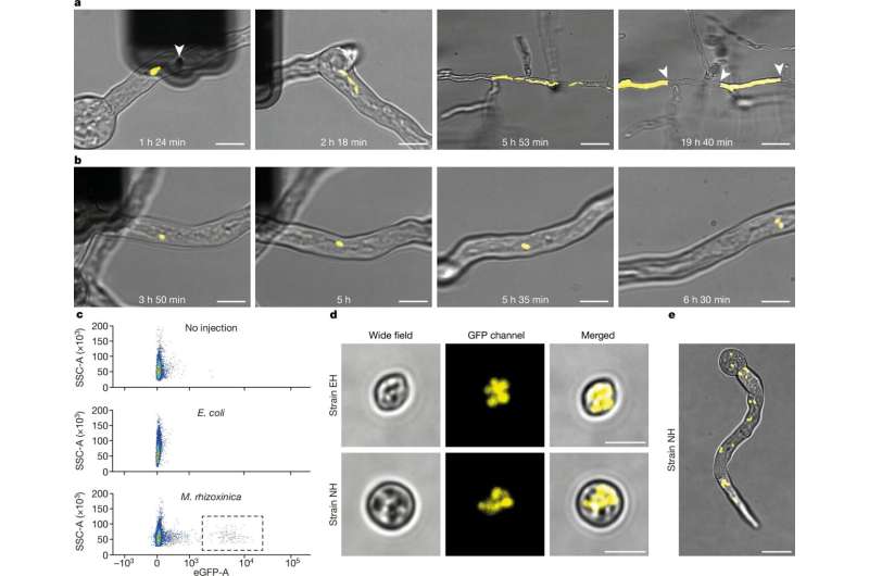 How a bacterium becomes a permanent resident in a fungus