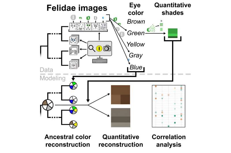 Blue, green, gold: Why eyes of wild cats vary in color