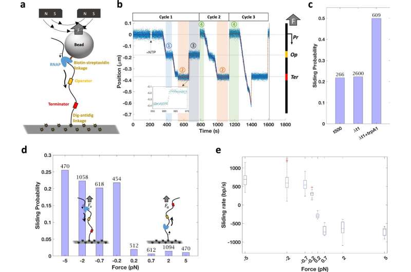 Research provides new insights into role of mechanical forces in gene ex<em></em>pression