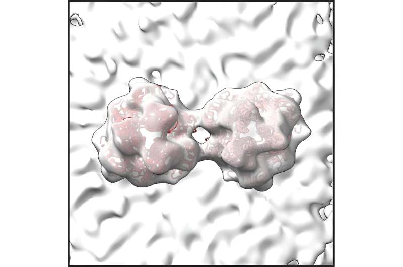 New images of RSV may expose stubborn virus's weak points