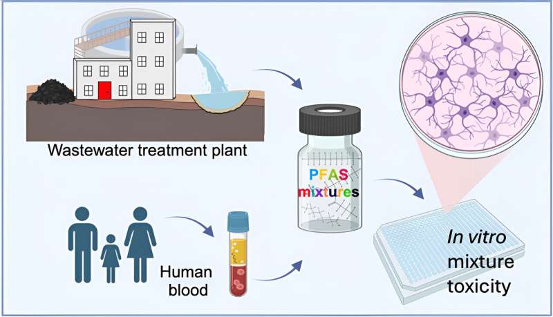 It all adds up: Study finds forever chemicals are more toxic as mixtures